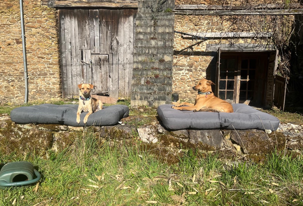 honden voor de grote schuurdeur
